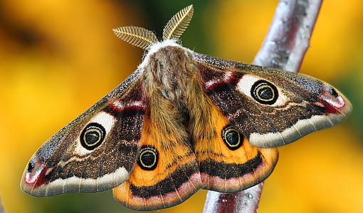 photo of peacock moth thumbnail