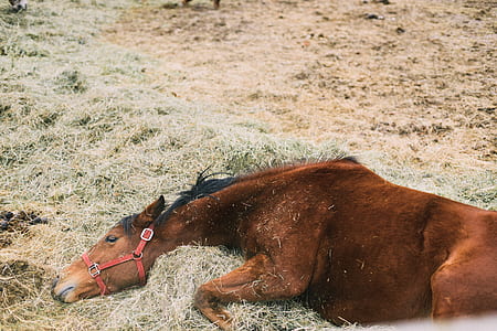 brown horse lying on hay during daytime thumbnail
