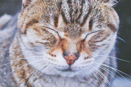 closeup photography of brown tabby cat thumbnail