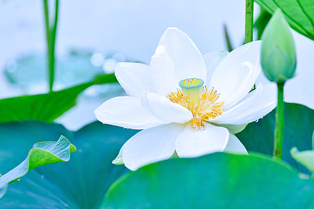 selective focus photography of white lotus thumbnail