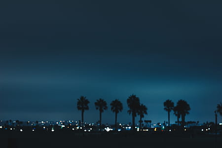 silhouette photo of palm trees thumbnail