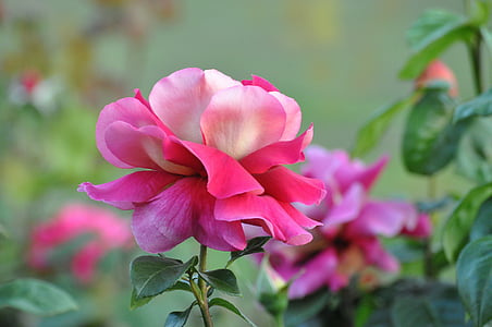 macro photography of pink flower thumbnail