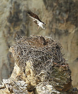 two birds nestled on nest on top of rock thumbnail