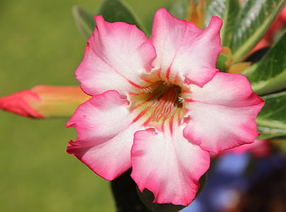 pink adenium flower thumbnail