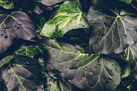 water, texture, leaves, dew thumbnail