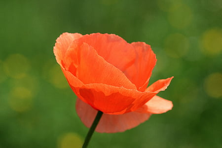 close-up photo of bloomed orange poppy flower during daytime thumbnail