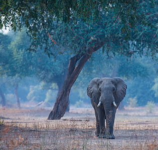 elephant standing near trees thumbnail