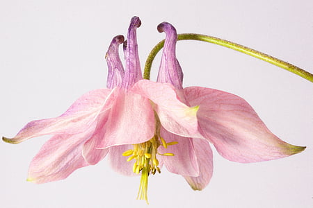 blooming pink petaled flower thumbnail