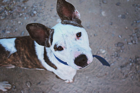 Photo of Dog Looking Upward Towards Camera thumbnail