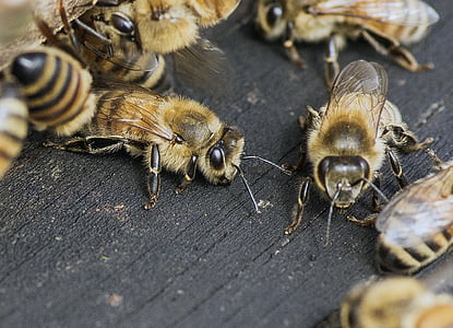 group of yellow bees thumbnail