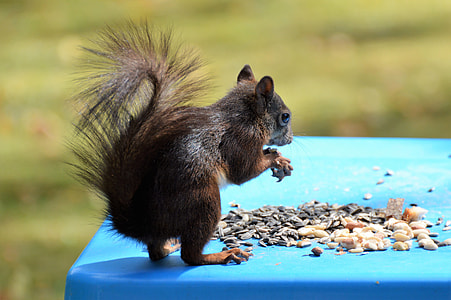 brown chipmunk on top of teal table with stones on focus photo thumbnail