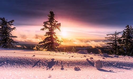 landscape photo of snow and green pine trees during golden house thumbnail