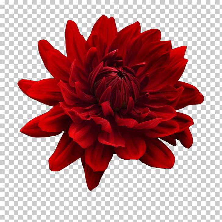 Desktop White Flower Blue Dahlia Tropical Flower Red Dahlia Flower
