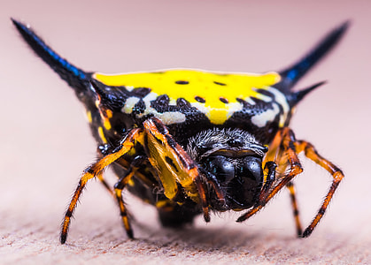 Exotic Yellow Spider thumbnail