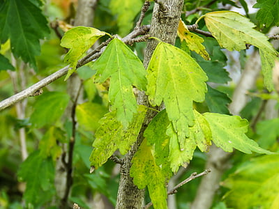 green leafed tree thumbnail