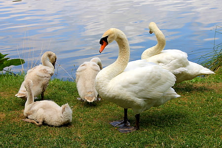two white swans near pond thumbnail