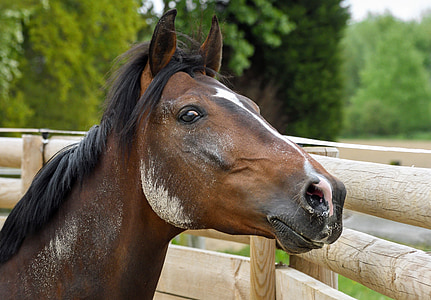brown horse during daytime thumbnail