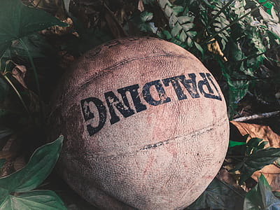Brown Spalding Ball on Green Leafed Plants thumbnail