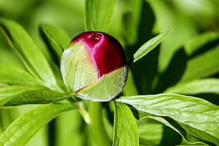 selective focus photography of red flower bud thumbnail