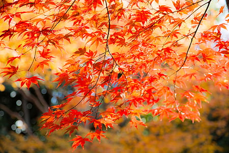 close-up photo of red maple leaves thumbnail