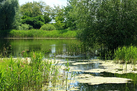 person taking photo of trees near body of water thumbnail
