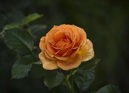 orange petaled flower thumbnail