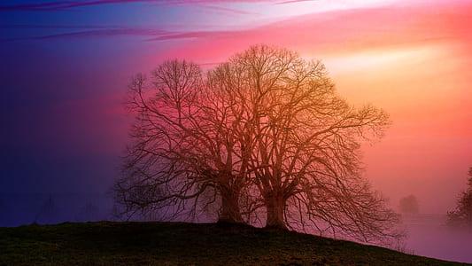 silhouette of tree thumbnail