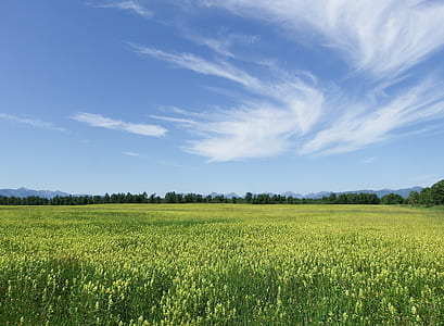 field of green flowers thumbnail