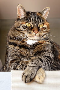 closeup photo of adult brown tabby cat thumbnail