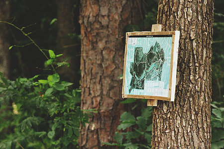 artwork hanged on tree bark thumbnail