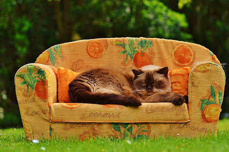 Siamese cat sleeping on sofa thumbnail