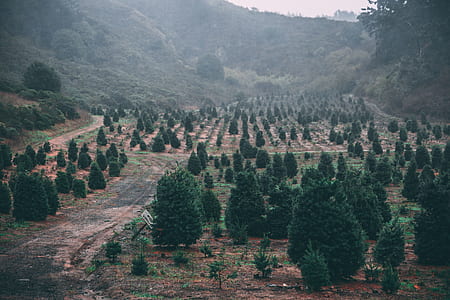 aerial view photography trees thumbnail
