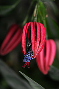 Pavonia Multiflora thumbnail
