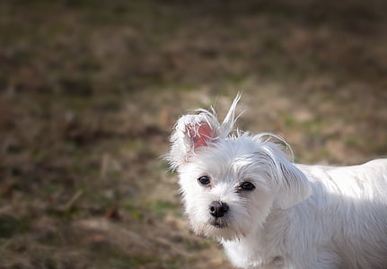 adult Maltese walking on ground during daytime thumbnail