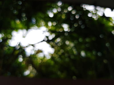 bokeh photography of green leaves thumbnail