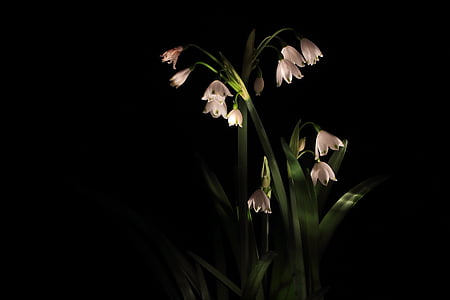 white petaled flowers with green linear leaves thumbnail