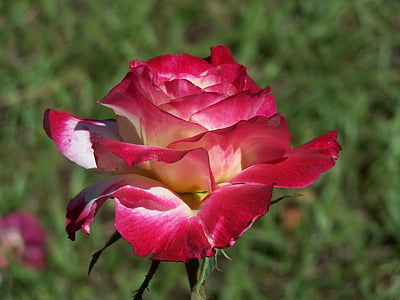closeup photo of red and white petaled flower thumbnail