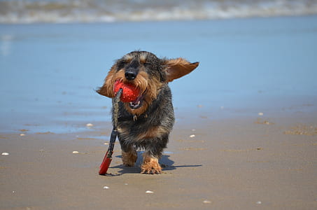 long-coated tan and black dog on the seashore thumbnail
