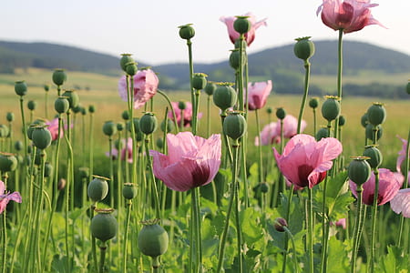 selective focus photography of pink opium poppy flowers thumbnail