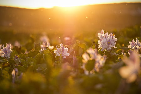 shallow focus photography of purple flowers thumbnail
