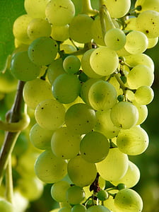 bundle of green grapes thumbnail