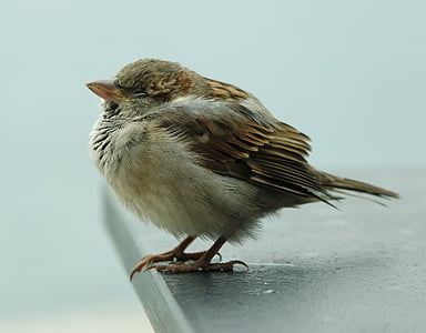 focused photo of brown bird thumbnail