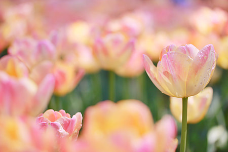 tilt shift lens photography of pink flower s thumbnail