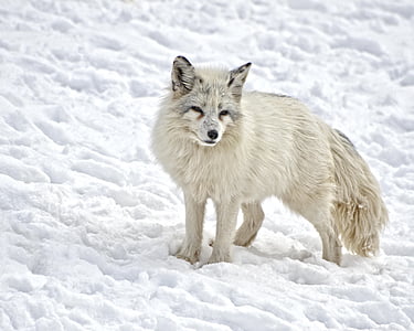 white wolf on snow thumbnail