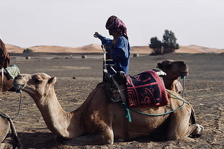 person ride-on camel sitting thumbnail