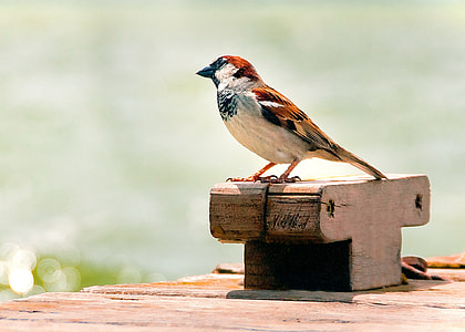 white and brown sparrow bird shallow focus photography thumbnail