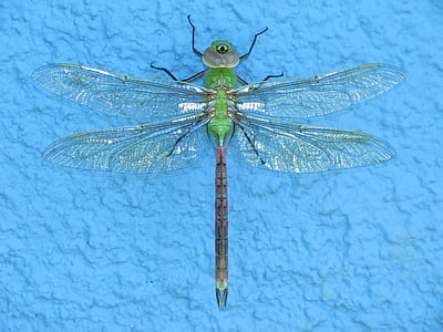 green and brown dragonfly on blue surface thumbnail