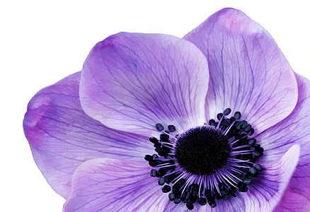 close-up photography purple petaled flowers thumbnail