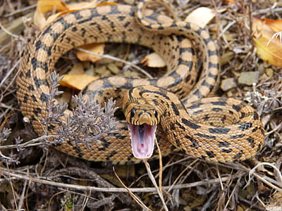 brown and black snake thumbnail