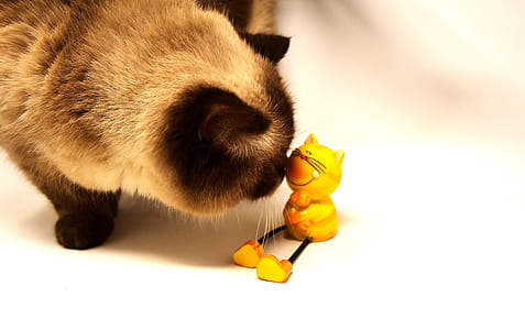 gray Siamese cat smelling cat toy thumbnail